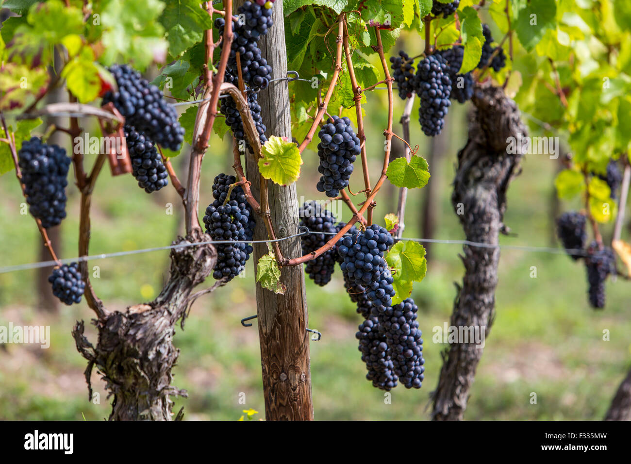 Vigneto Rüdesheimer Berg, vino bianco uva, Rudesheim, Rheingau, valle del Reno, Germania Foto Stock