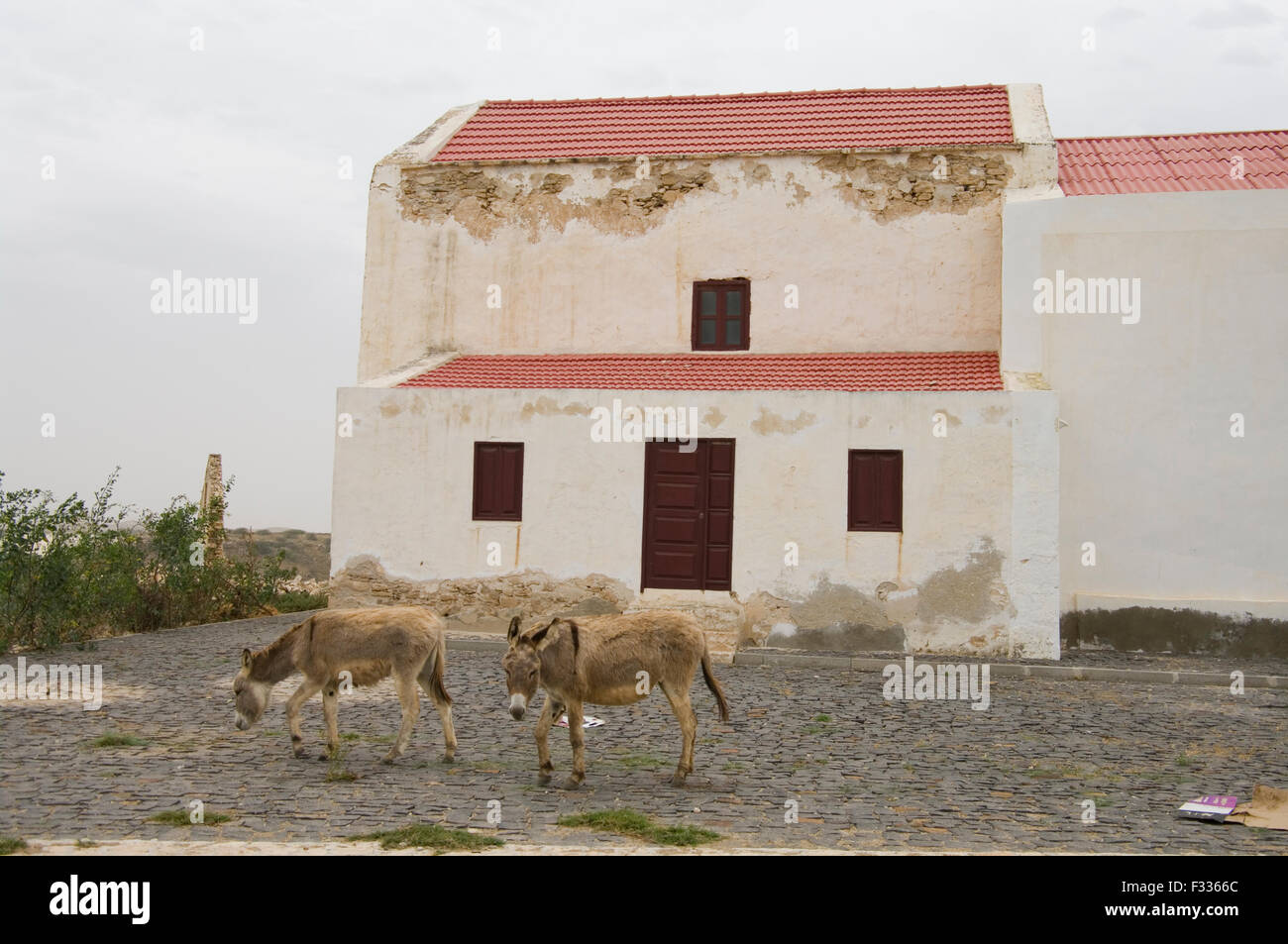 Due asini che pascolano nella parte anteriore di un bianco e rosso al di fuori della chiesa Boa Vista sull'isola repubblica di Capo Verde Foto Stock