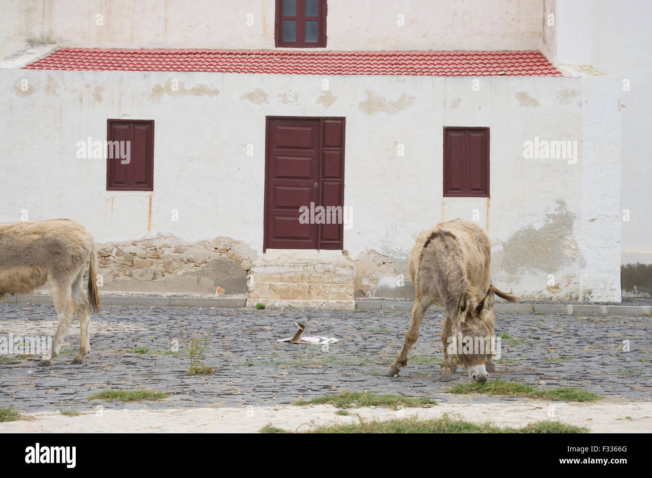 Due asini che pascolano nella parte anteriore di un bianco e rosso al di fuori della chiesa Boa Vista sull'isola repubblica di Capo Verde Foto Stock