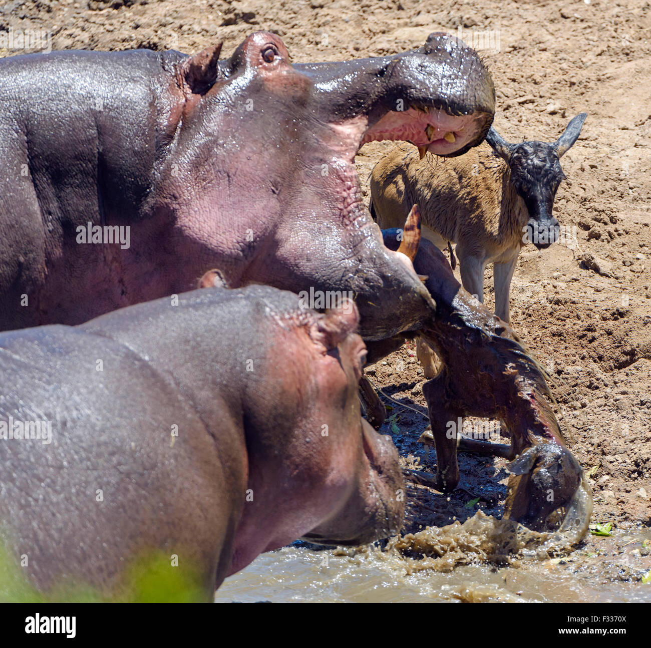 Ippopotami (ippopotamo anfibi) caccia e uccisione di gnu di vitello, comportamento insolito, rarità, il Masai Mara riserva nazionale Foto Stock