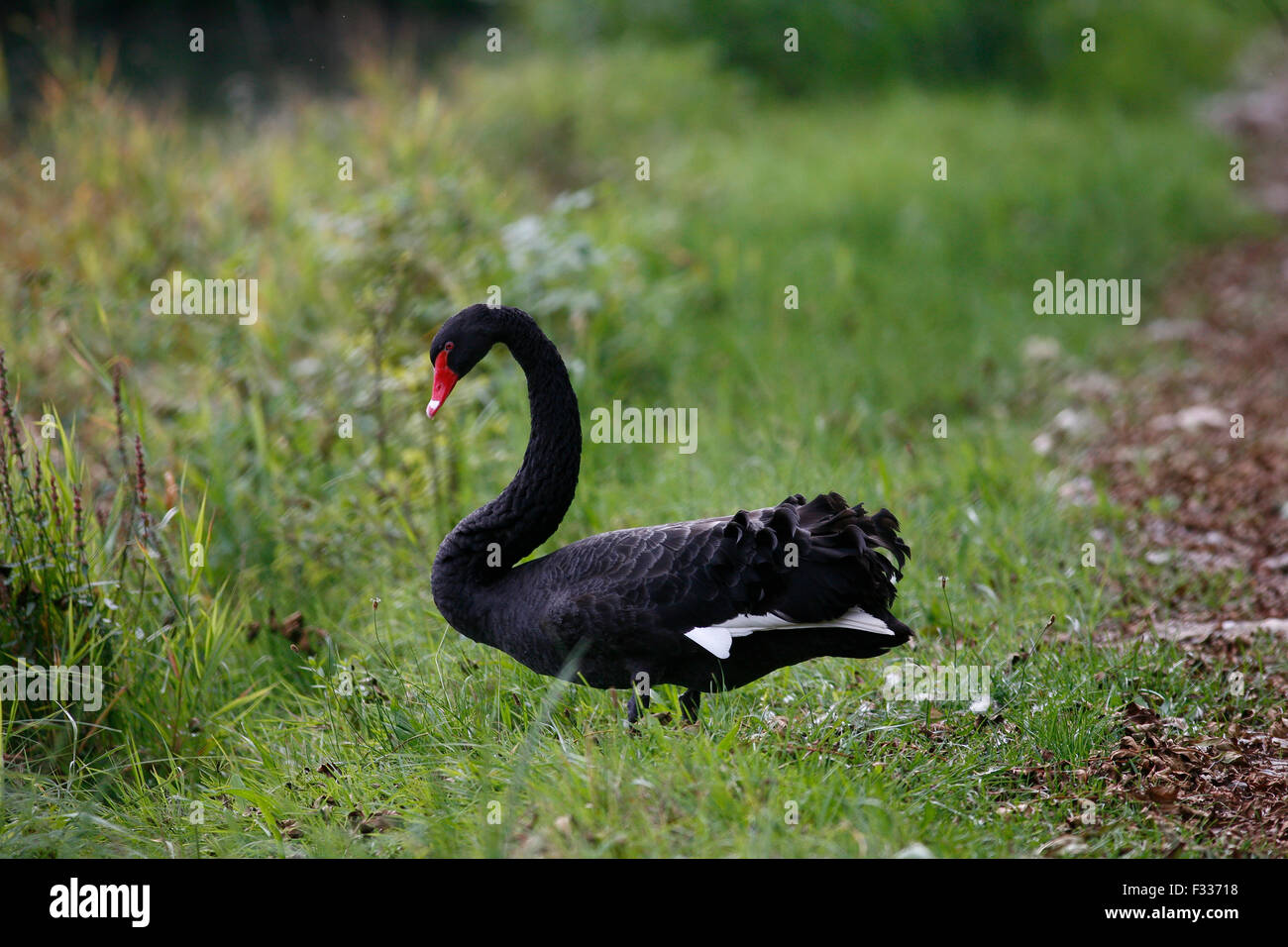 Black Swan (Cygnus atratus), Bad Aibling, Baviera, Germania Foto Stock