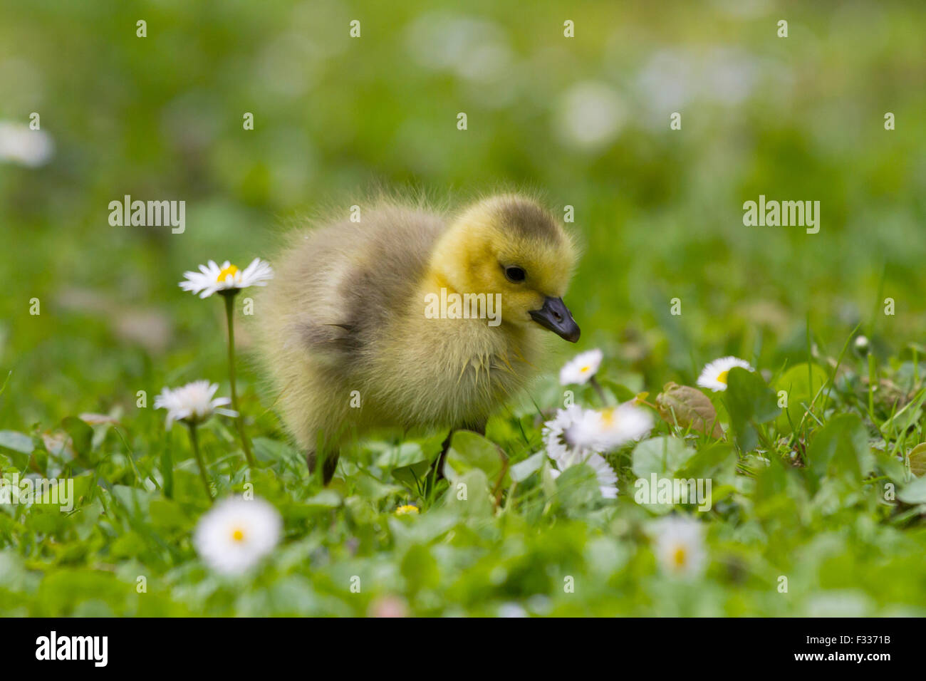 Canada Goose pulcino (Branta canadensis), Baviera, Germania Foto Stock