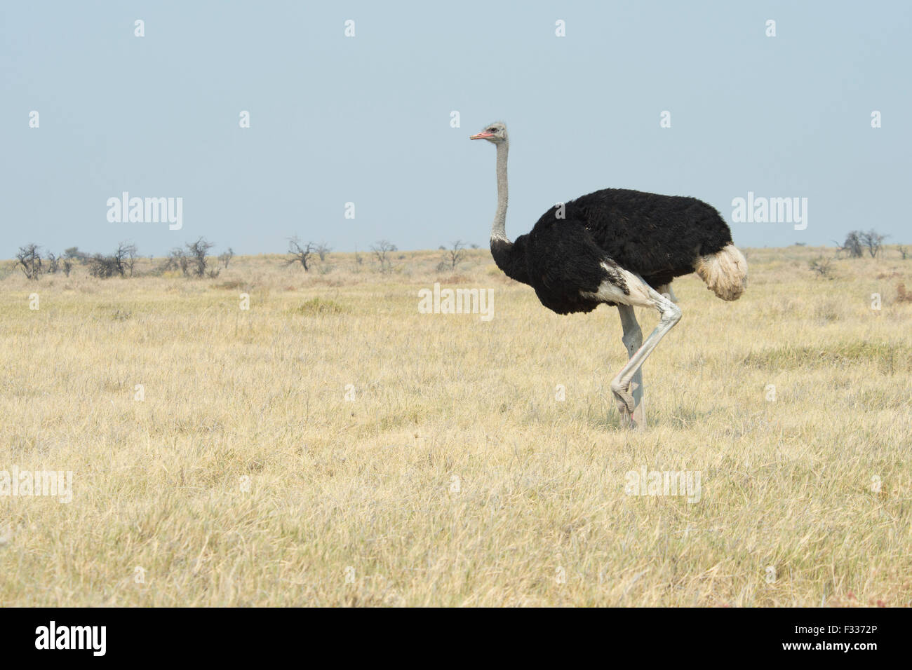 Struzzo africano (Struthio camelus), il Parco Nazionale di Etosha, Namibia Foto Stock