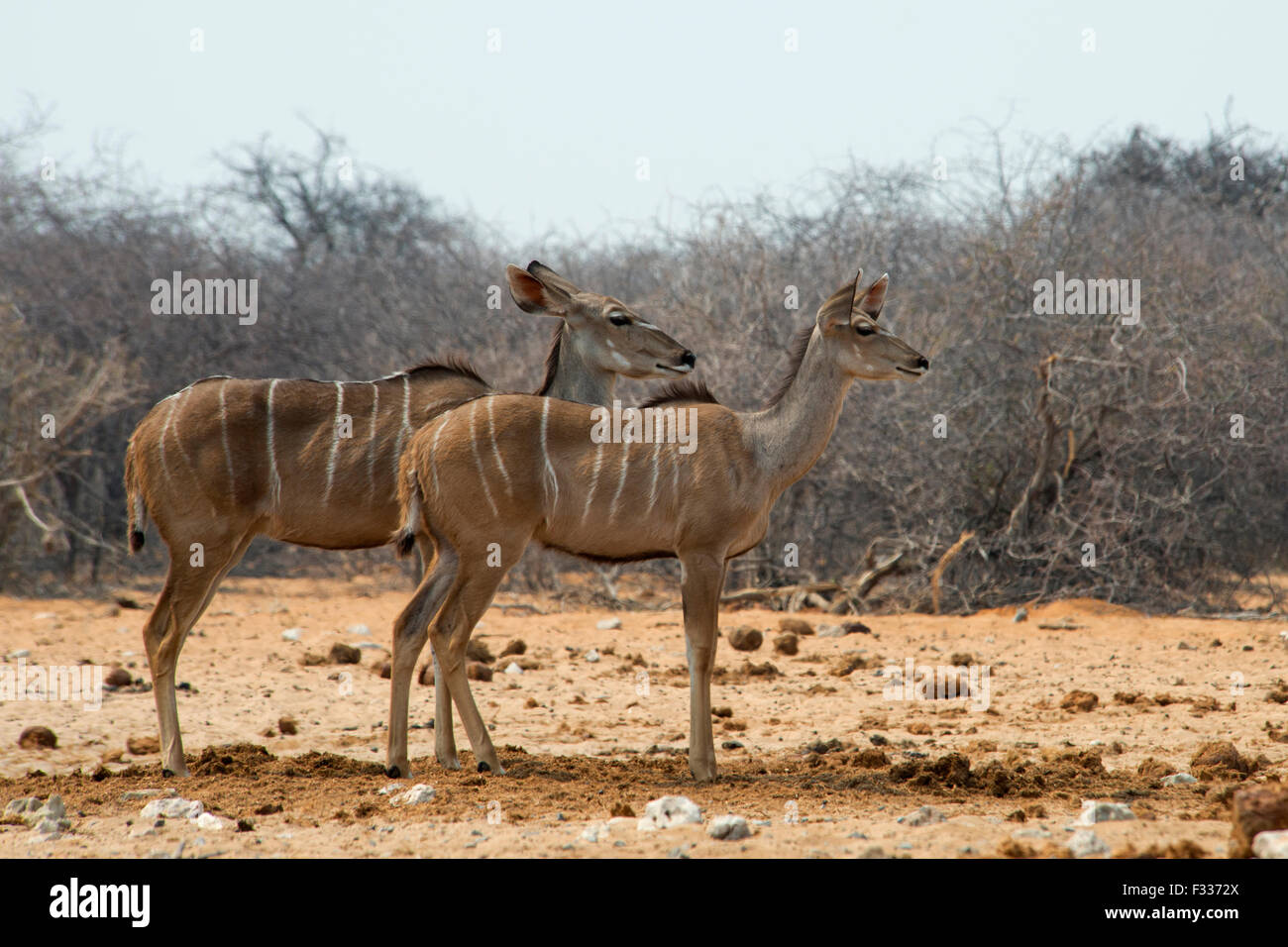 Kudu maggiore (Tragelaphus strepsiceros), femmine, avviso, il Parco Nazionale di Etosha, Namibia Foto Stock