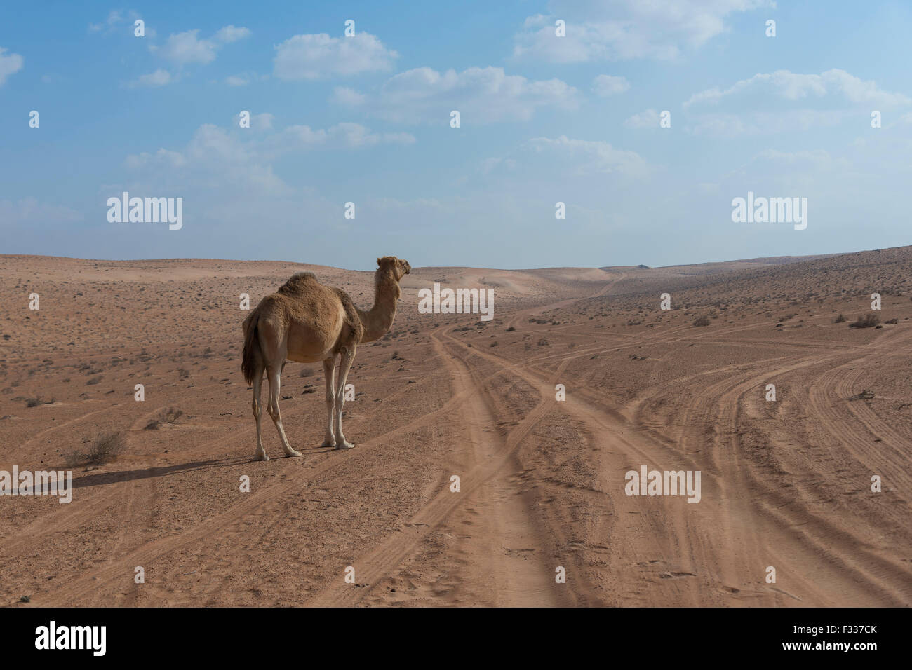Dromedario (Camelus dromedarius) in piedi da solo nel deserto Wahiba Sands, Oman Foto Stock
