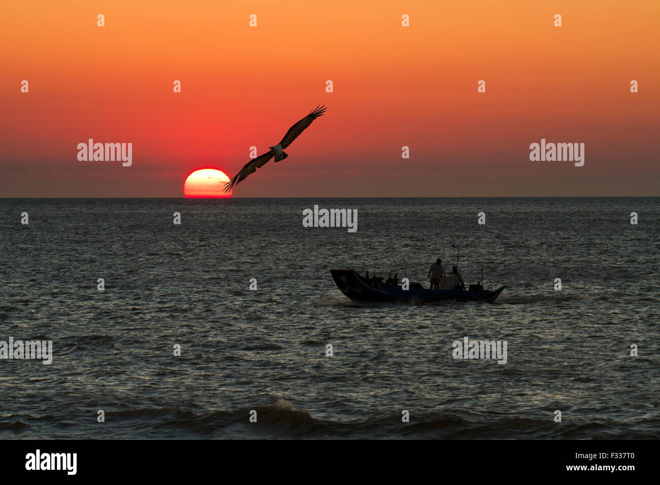 Eagle volare oltre oceano con barca di pesce contro il bellissimo tramonto,andare a casa Foto Stock