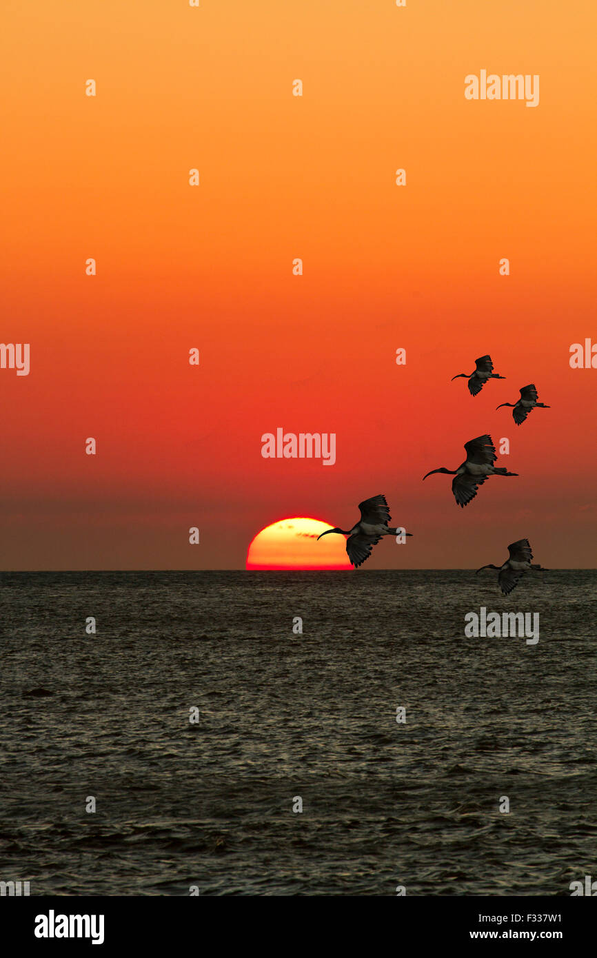 Gruppo di uccelli volare oltre oceano con contro il bellissimo tramonto,andare a casa Foto Stock