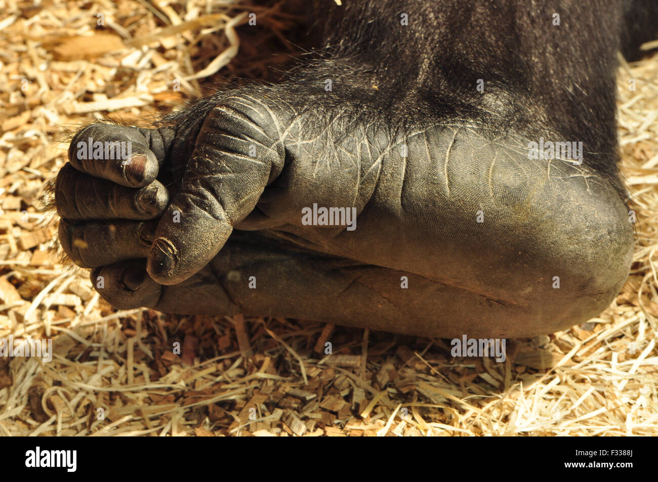 Gorilla del piede Foto Stock