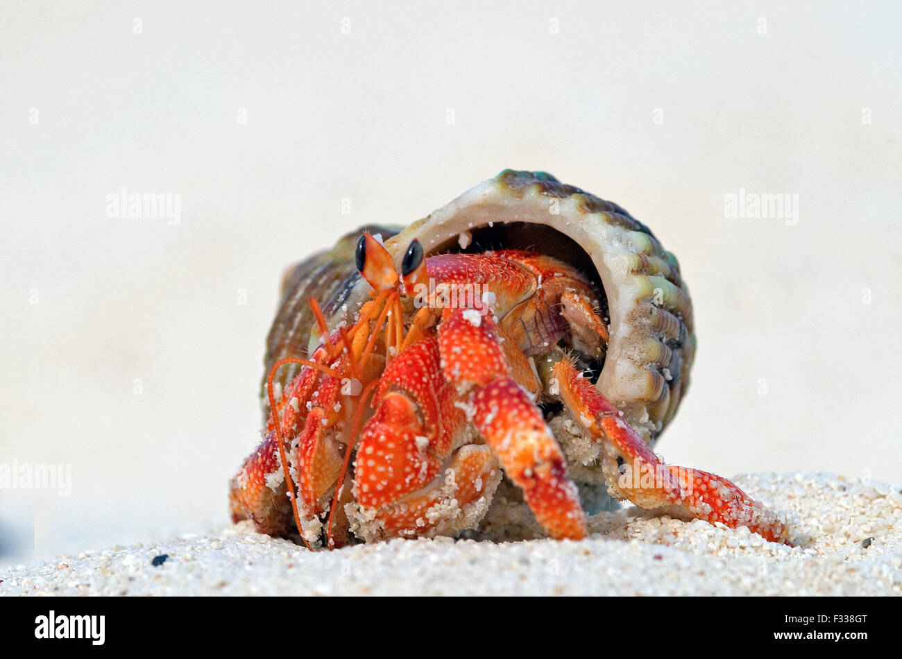 L'immagine di terra eremita granchi (variabilis perlatus) in Karavatti isola, delle Laccadive, India Foto Stock