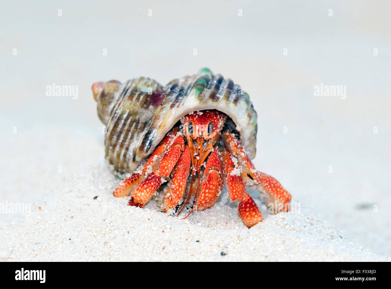 L'immagine di terra eremita granchi (variabilis perlatus) in Karavatti isola, delle Laccadive, India Foto Stock