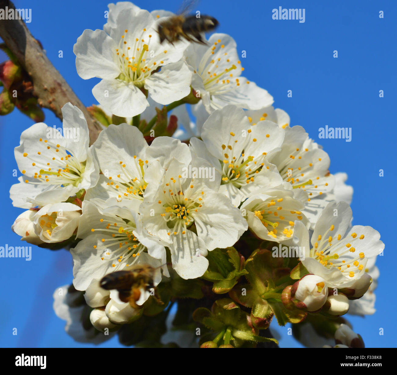 Due api raccoglie il polline di un fiore bianco Foto Stock