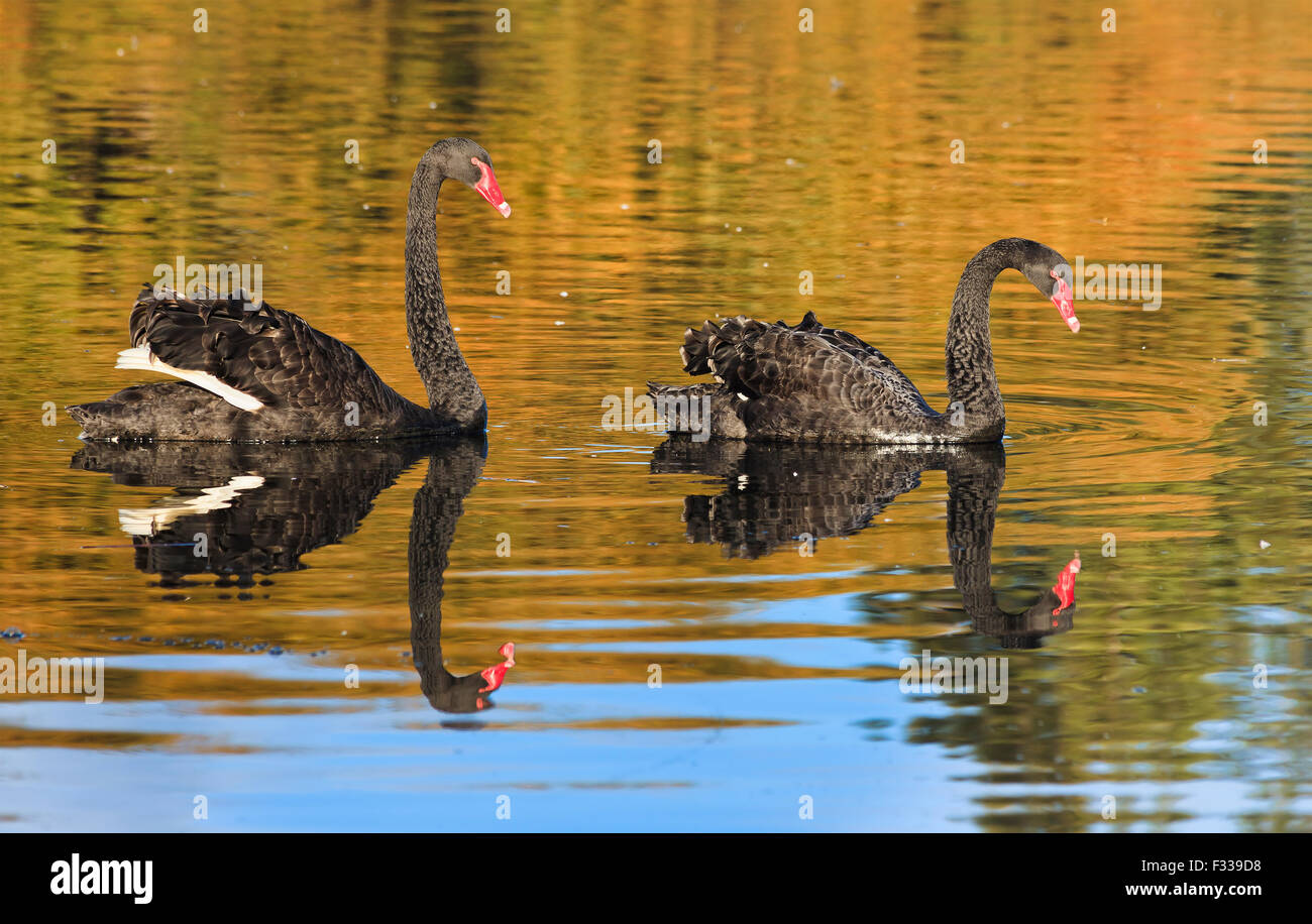Una coppia di cigni neri nuotando in uno stagno con la riflessione dei corpi di uccelli e di Giallo autunno alberi Foto Stock