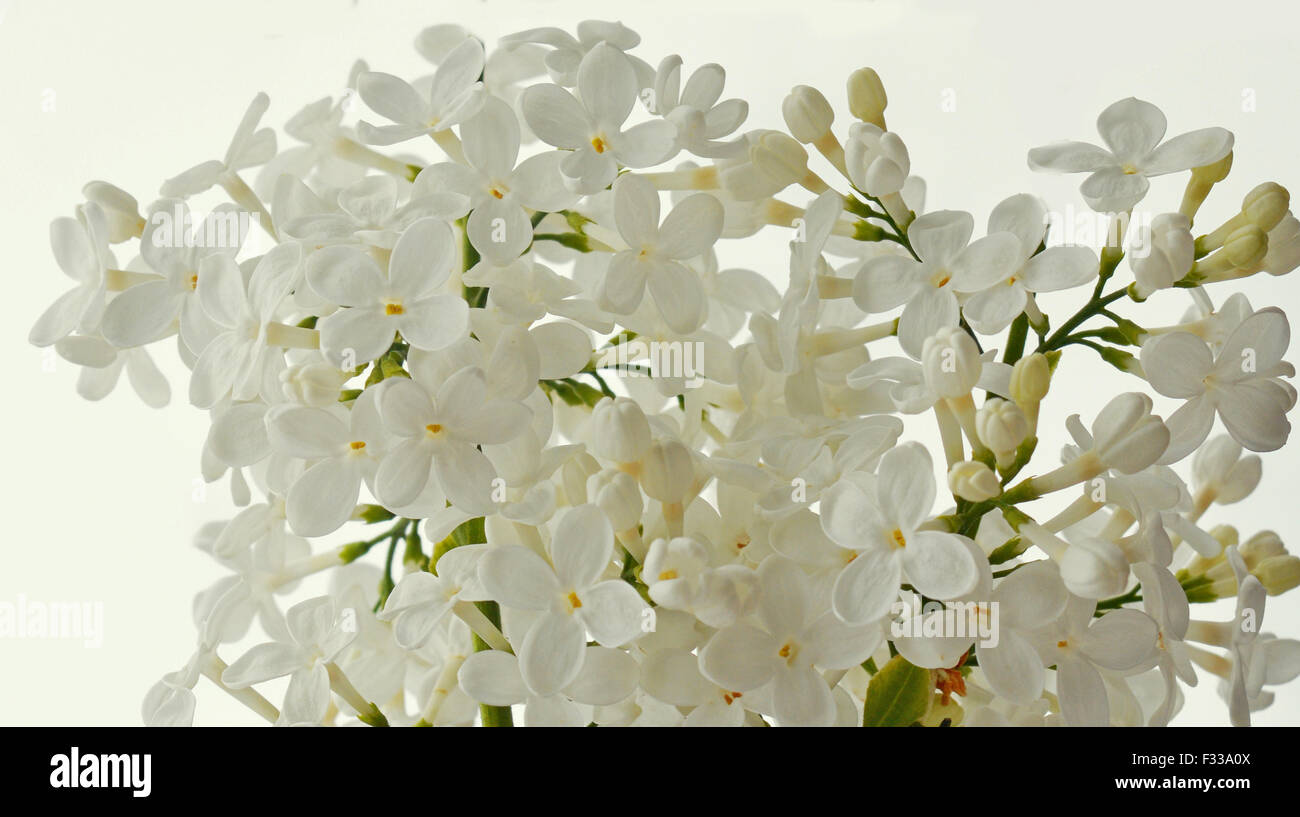 Bianco sfondo lilla Foto Stock