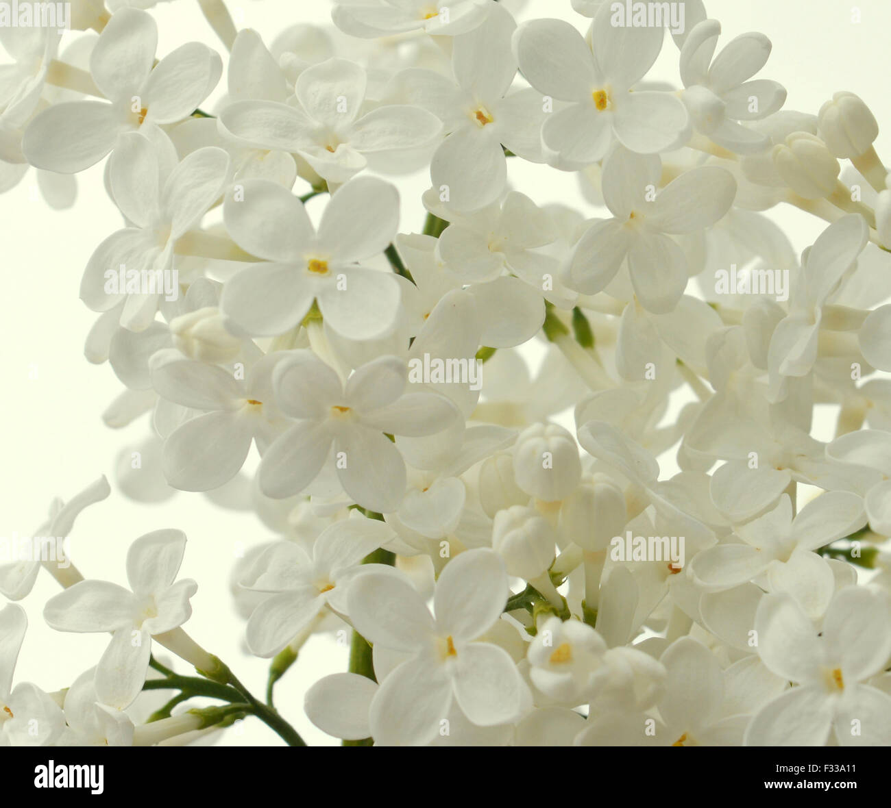 Bianco sfondo lilla Foto Stock