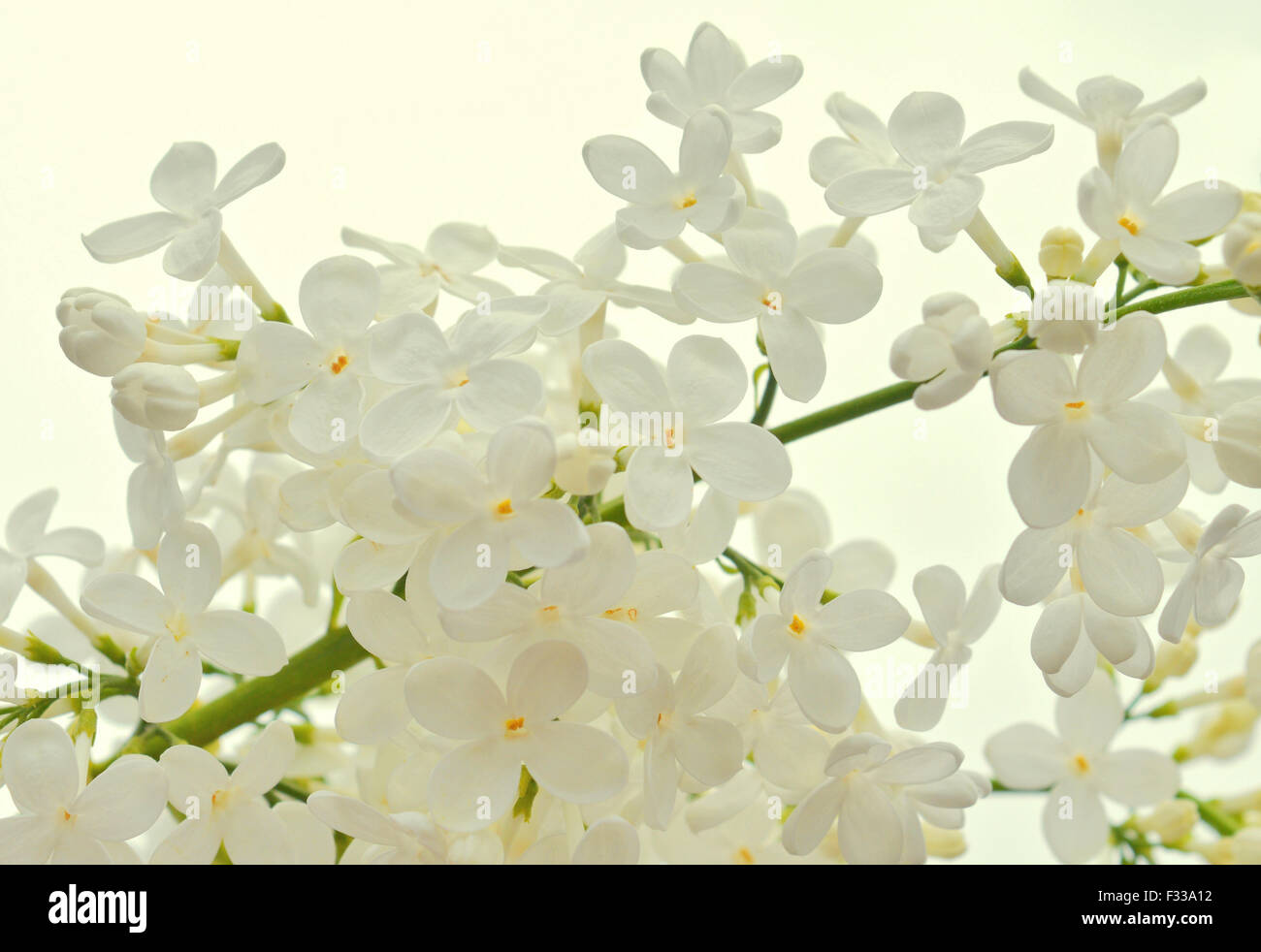 Bianco sfondo lilla Foto Stock