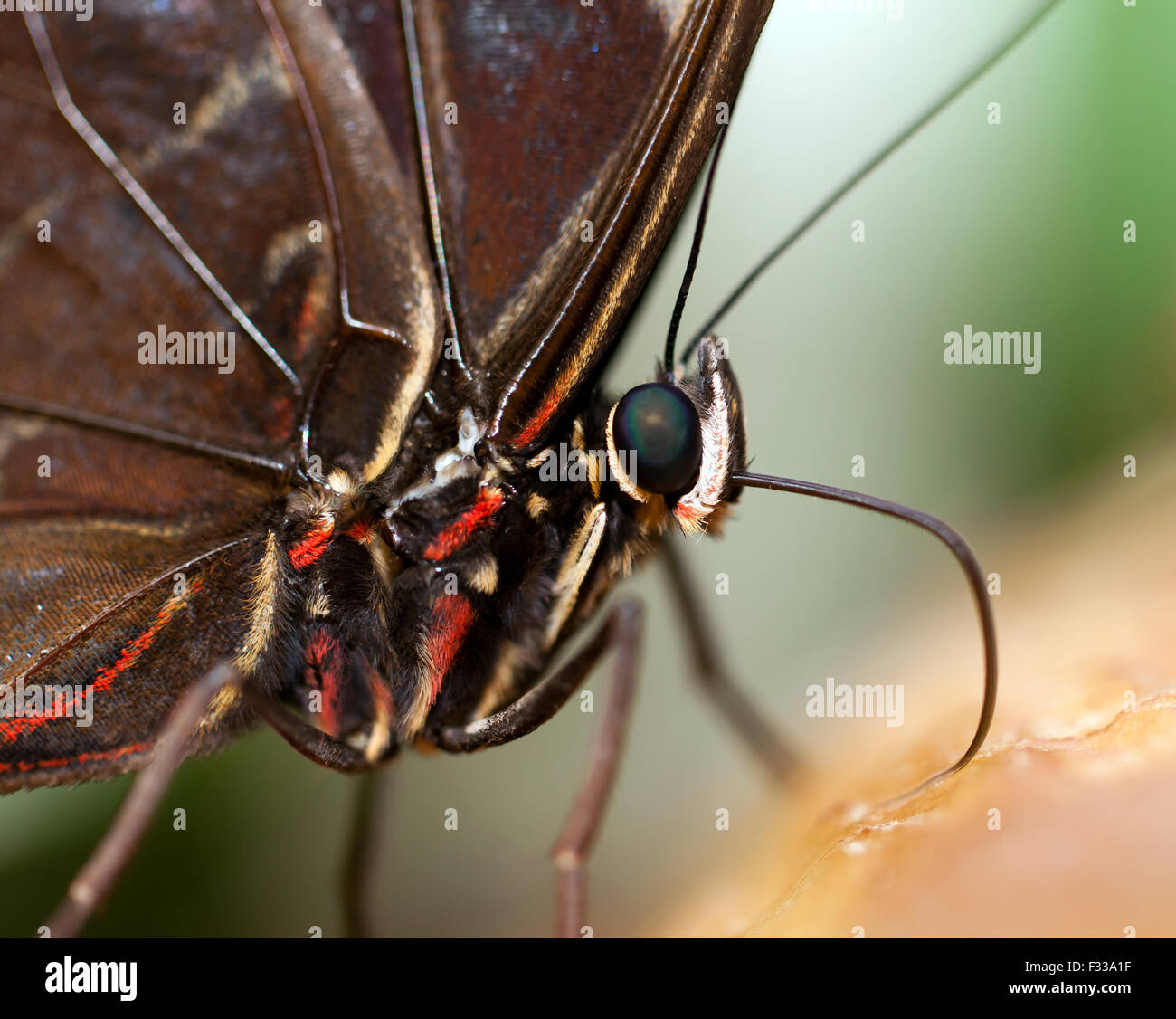 Macro, vista ravvicinata della testa e del torace di una farfalla Civetta, a Wingham Wildlife Park. Foto Stock