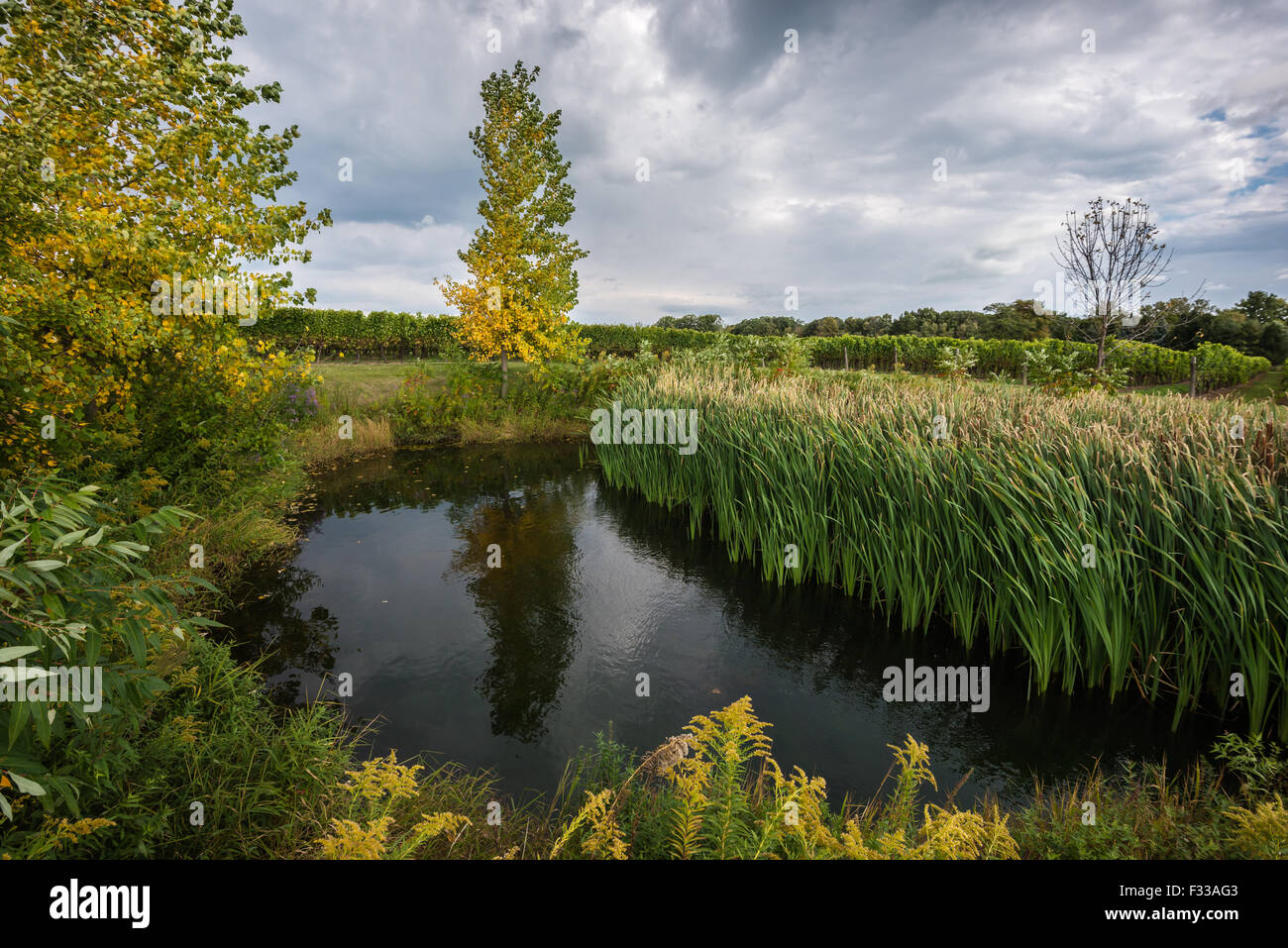 Un laghetto, circondato da alberi di caduta e di erba verde, in corrispondenza di una vigna vicino a Niagara sul lago, Canada Foto Stock