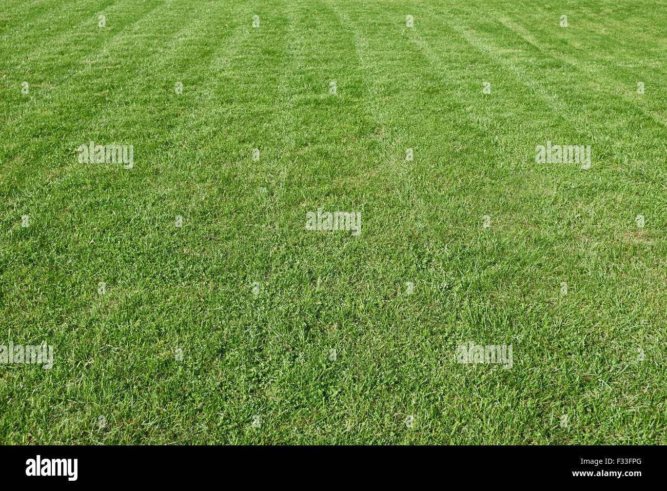 Verde naturale rifinito erba sullo sfondo del campo Foto Stock