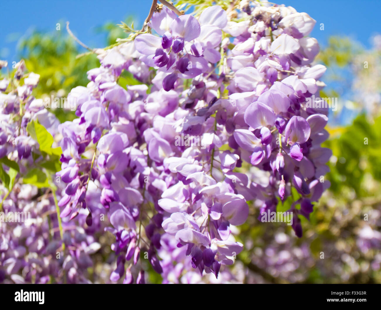 I fiori della pianta del sud glicine sul cielo blu. Foto Stock