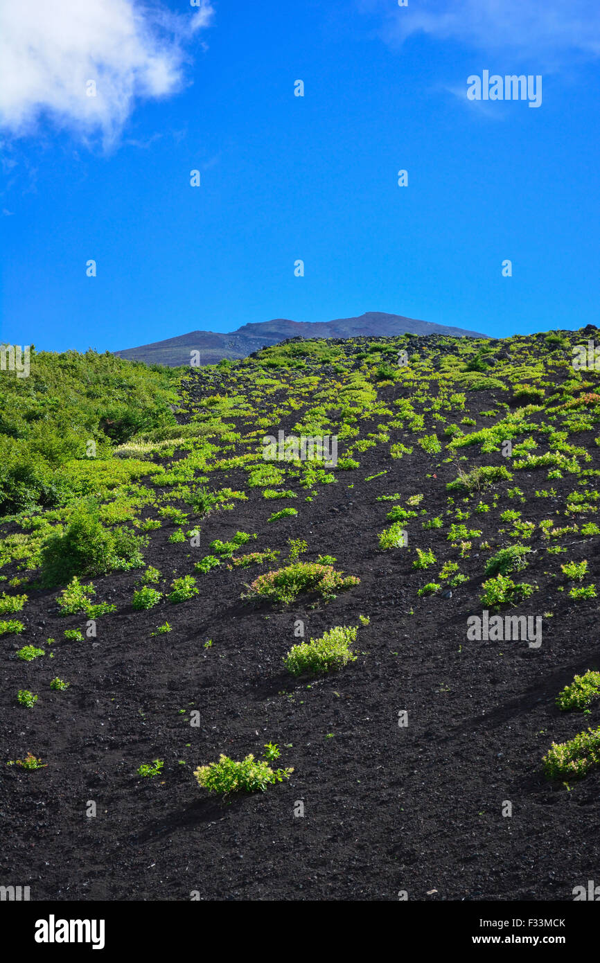 Il monte Fuji pendenza, foothill vista. Il Giappone. Foto Stock