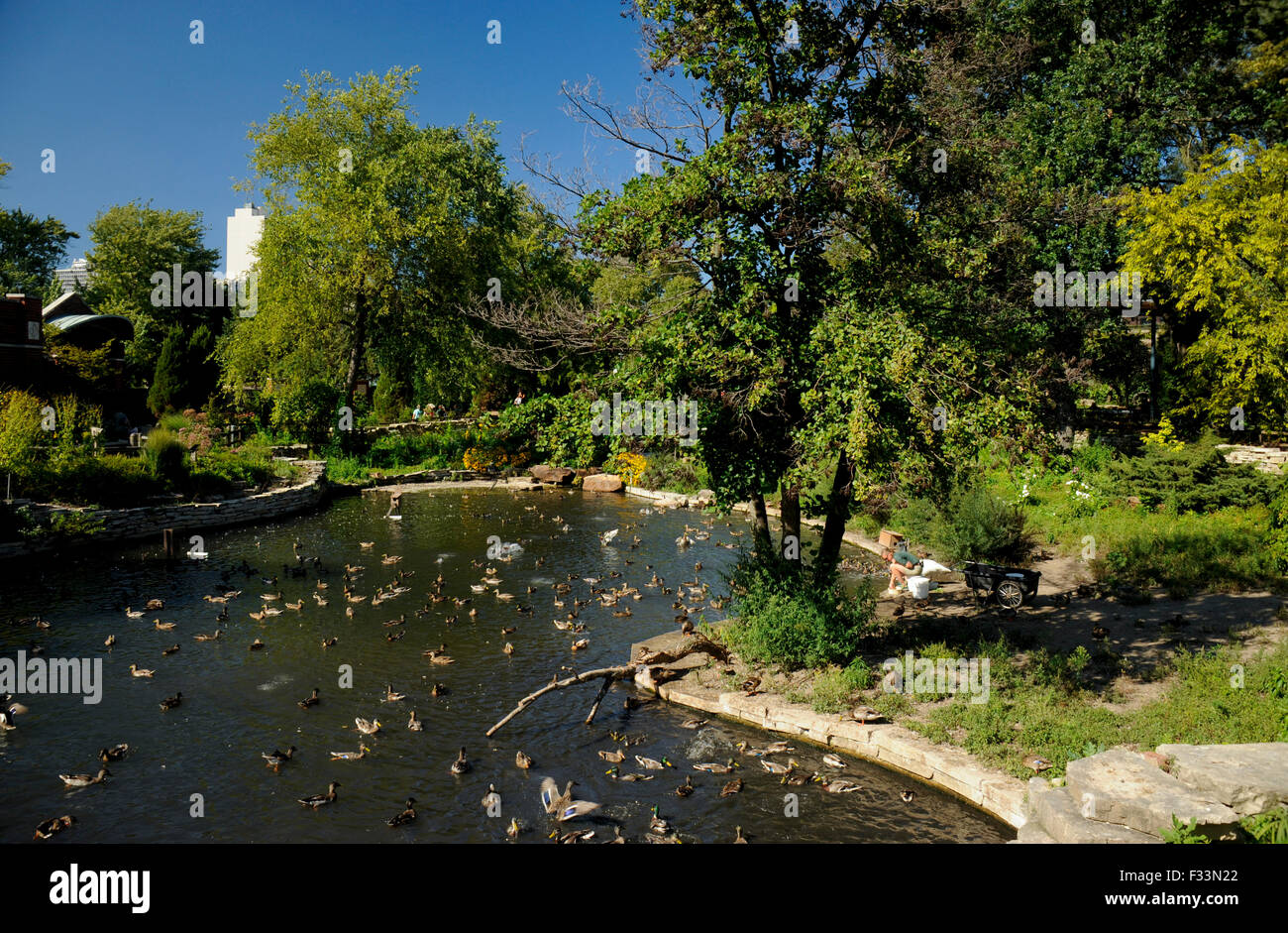 Alimentazione Zookeeper anatre, Lincoln Park Zoo, Chicago, Illinois Foto Stock