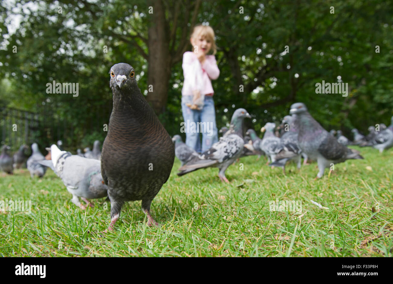 Ragazza giovane alimentazione piccioni selvatici nel parco Tonbridge Kent estate Foto Stock