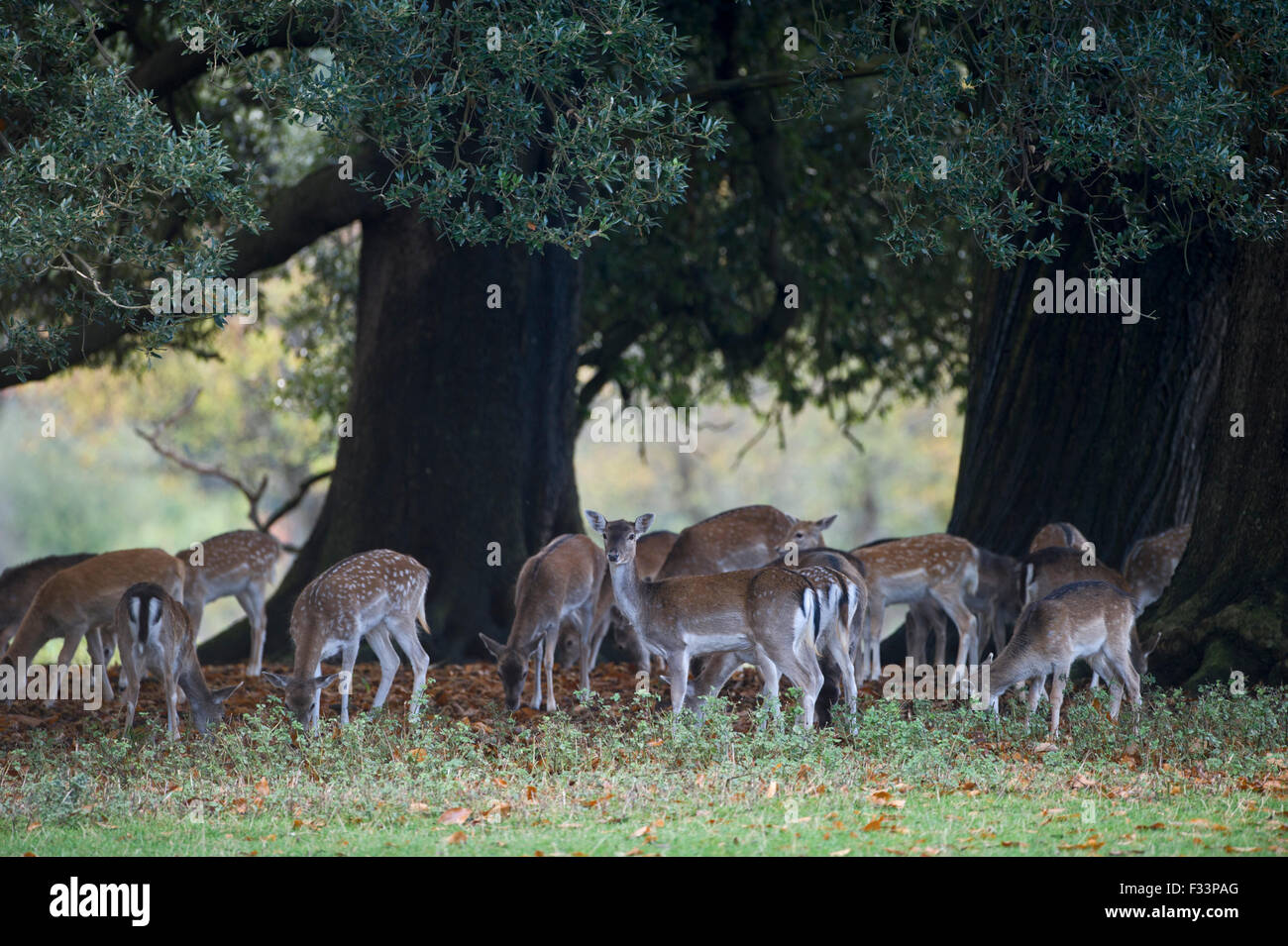 Daini Cervus dama Holkham Norfolk autunno Foto Stock