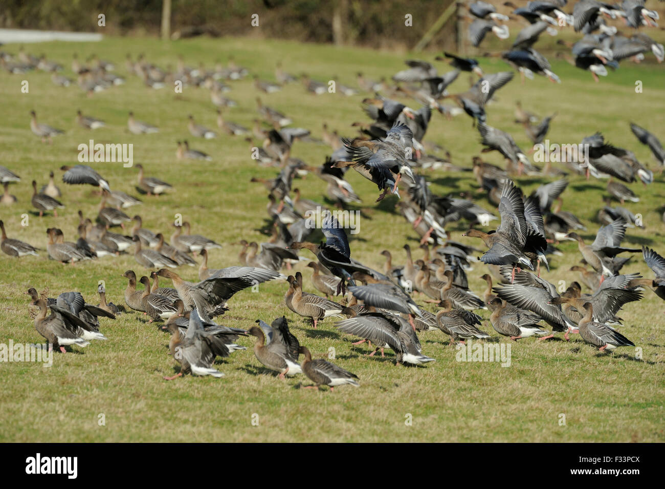 Rosa-footed oche Anser brachyrynchus a Holkham Norfolk Gennaio Foto Stock