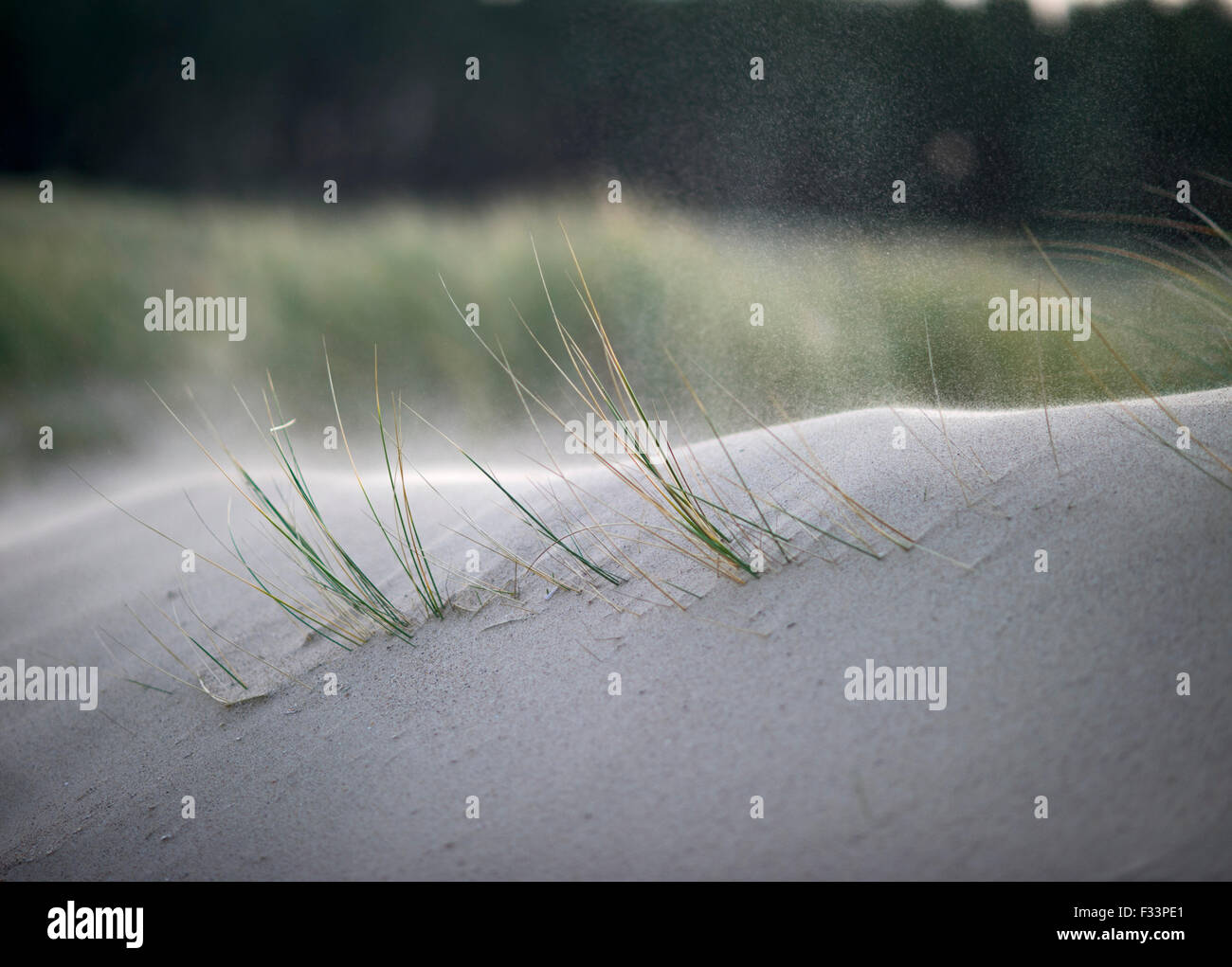 Soffiatura di sabbia oltre le dune a Holkham Norfolk inverno (illustra come dune cresce e cambia di shap dal soffiaggio) Foto Stock