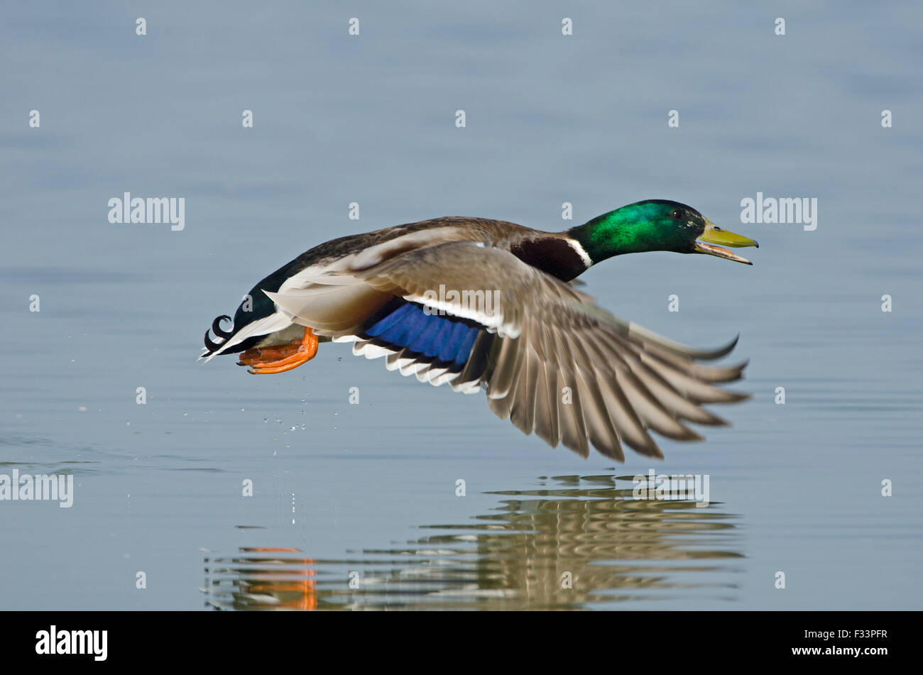 Germano reale Anas platyrhynchos Cambridgeshire Fens Foto Stock