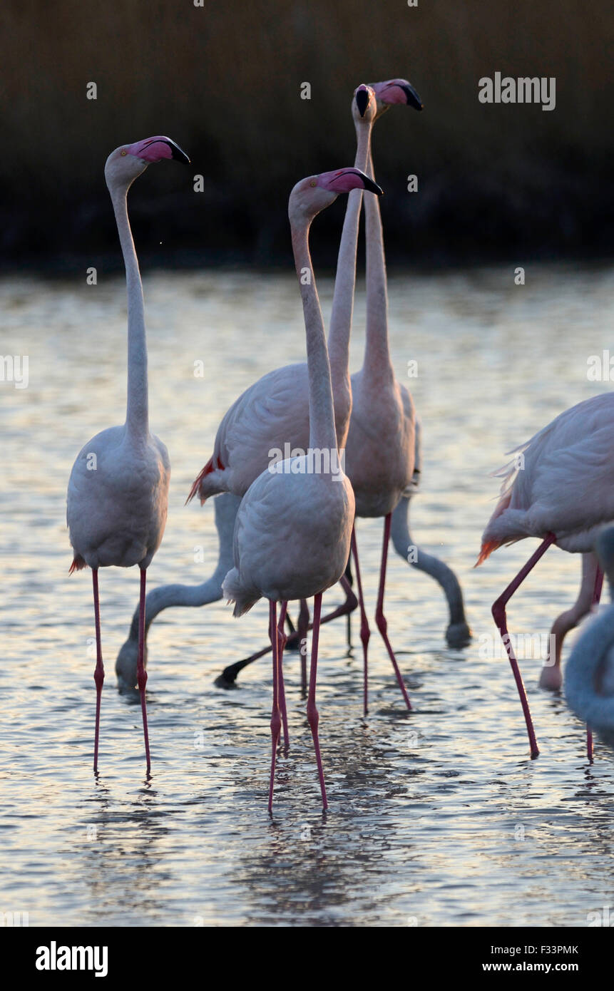 Fenicottero maggiore; Phoenicopterus roseus; bird; bill; close up; camargue; Francia; flamingo Foto Stock