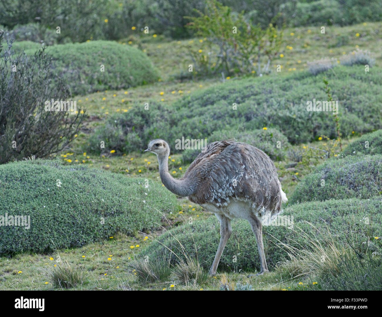 Darwin (rhea Rhea pennata), noto anche come il minore rhea Torres del Paine, Patagonia, Cile Foto Stock