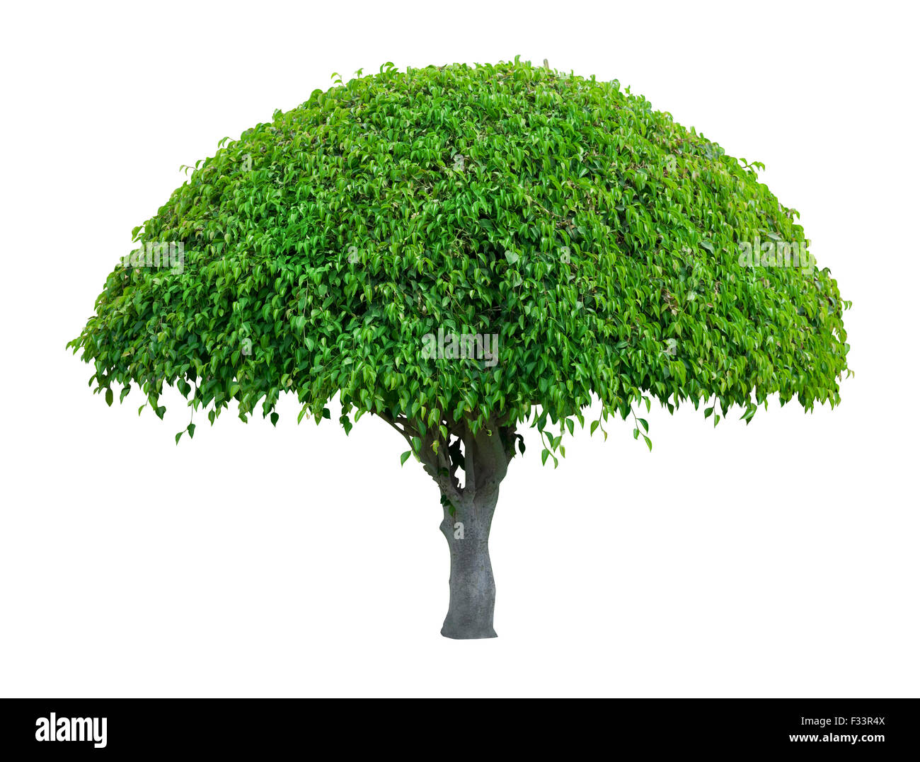 Bellissima a forma di ombrello albero isolato su sfondo bianco Foto stock -  Alamy