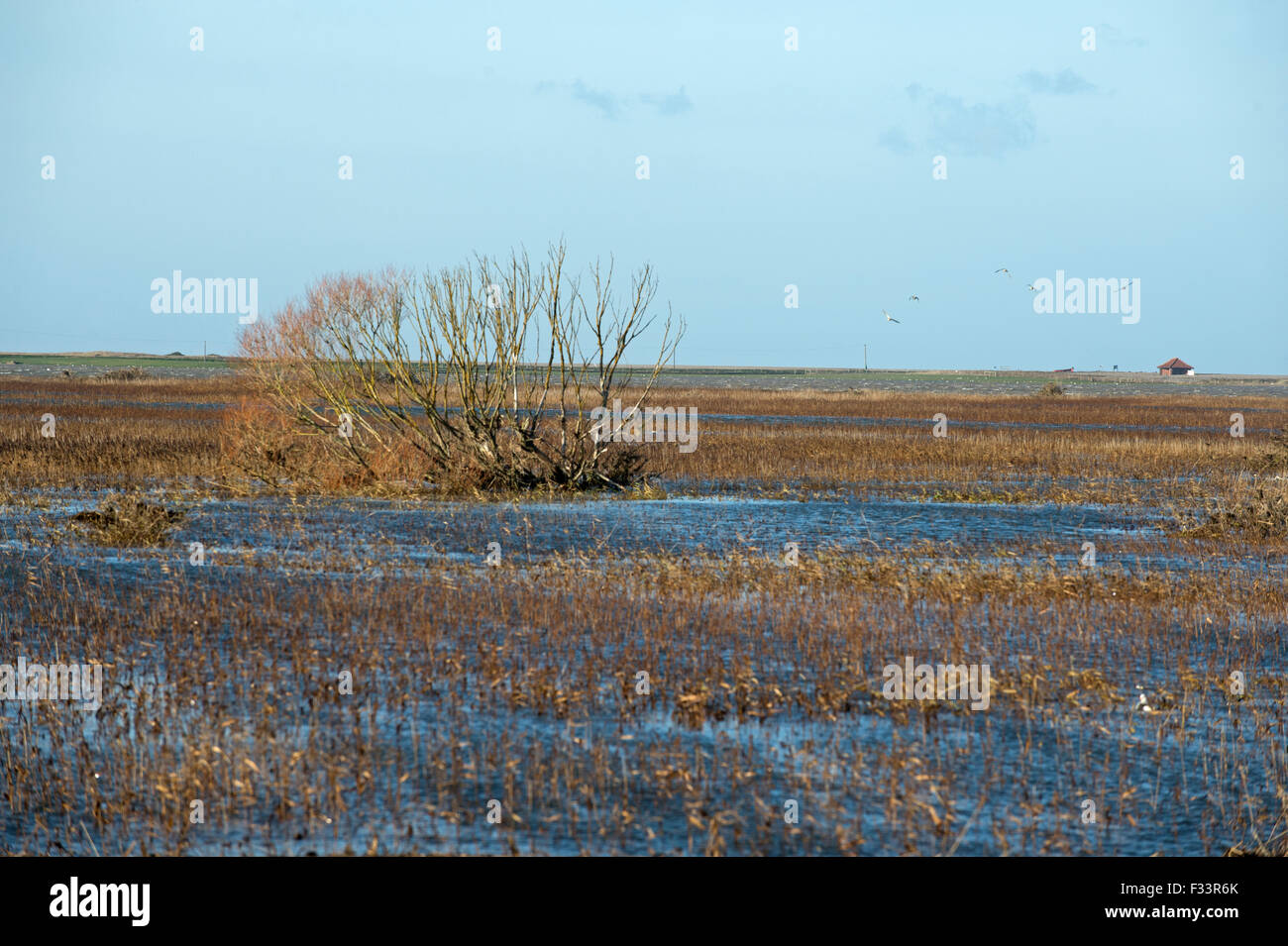 Cley paludi allagata dopo la mareggiata di notte del 5 dicembre 2013 Norfolk Foto Stock