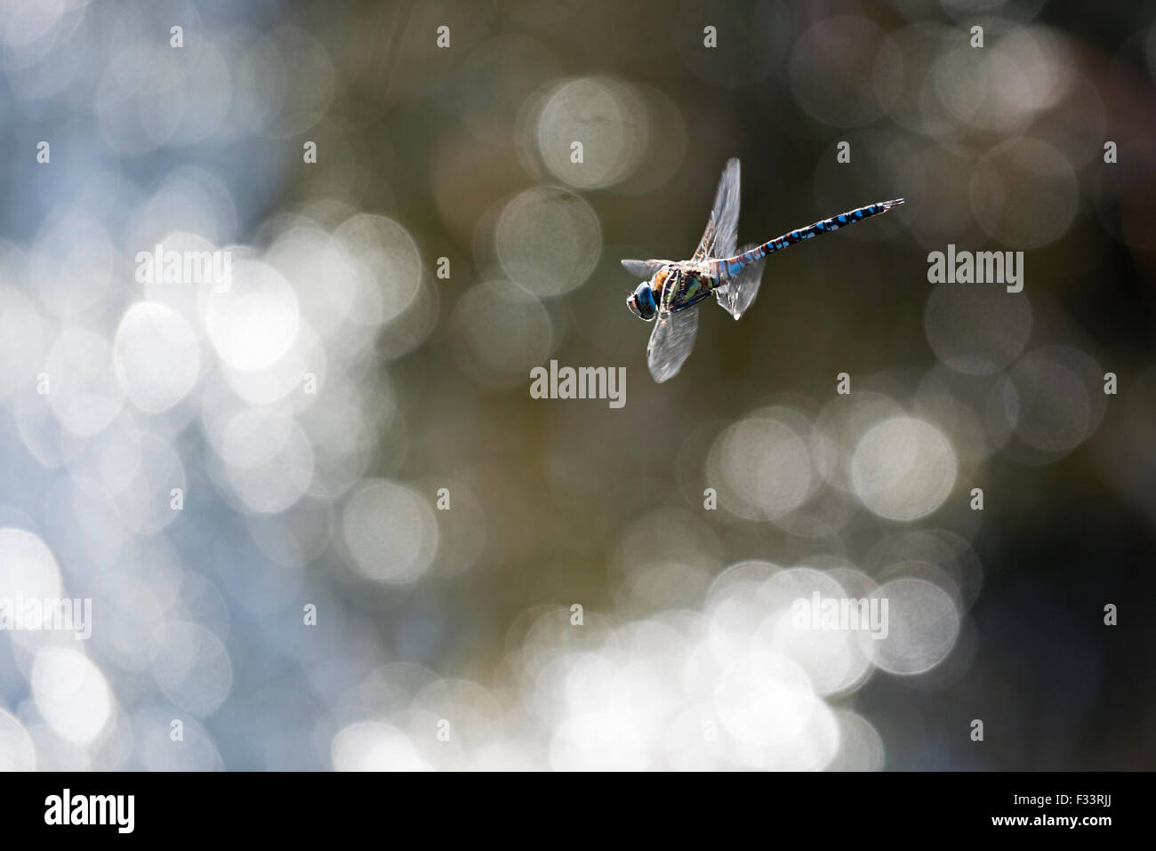 Migrant Hawker Libellula Aeshna mixta Cley Norfolk autunno Foto Stock