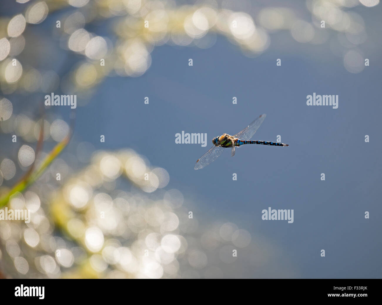 Migrant Hawker Libellula Aeshna mixta Cley Norfolk autunno Foto Stock