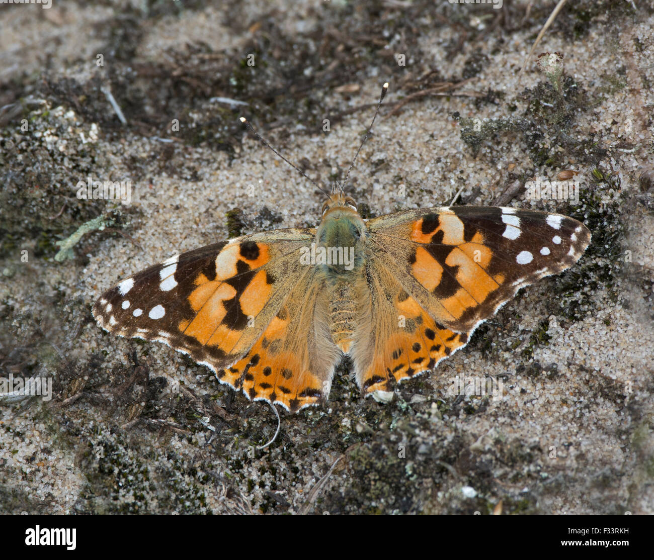 Dipinto di Lady Butterfly Vanessa cardui Cley Norfolk estate Foto Stock