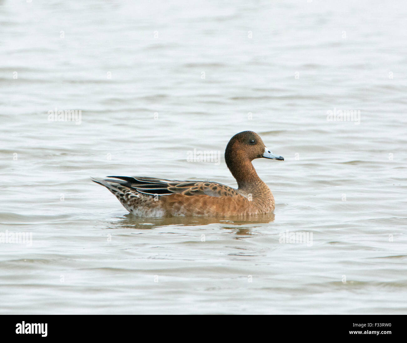Wigeon Anas penelope drake nel piumaggio clipse Cley Norfolk metà settembre Foto Stock