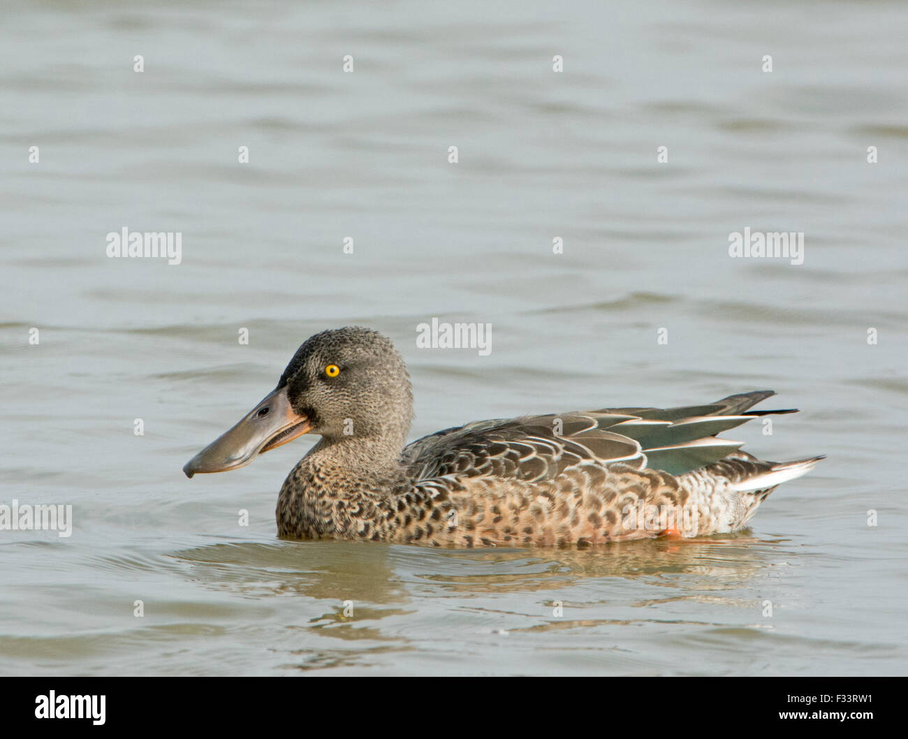 Mestolone drake in eclipse metà settembre Cley Norfolk Foto Stock