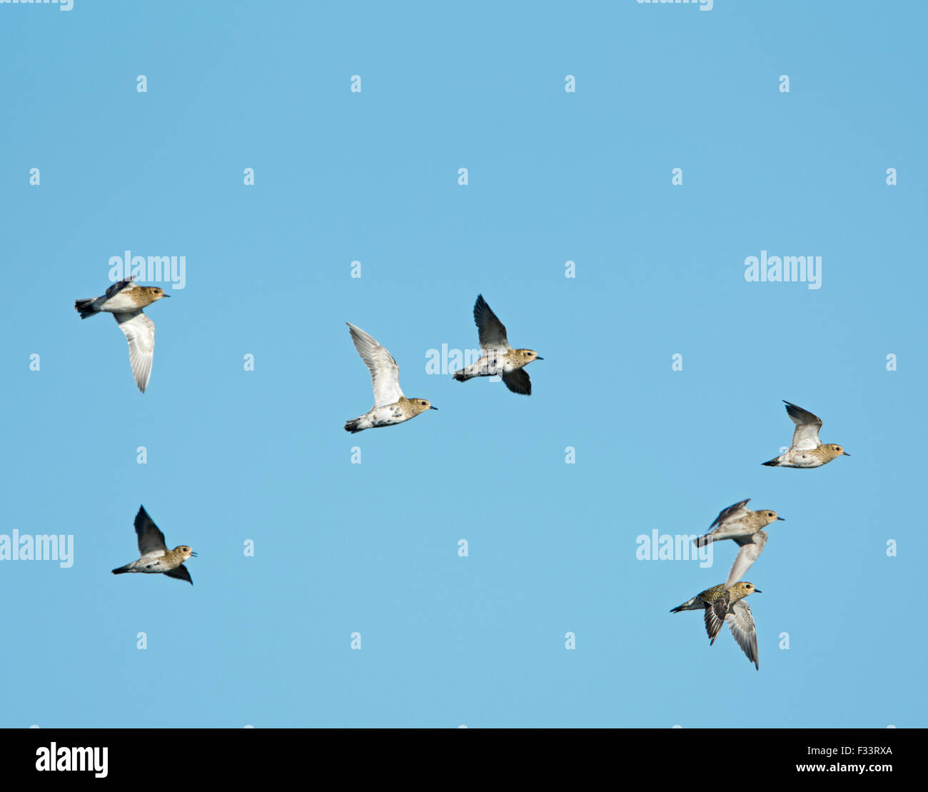 Golden Plover Pluvialis apricaria autunno gregge Cley Norfolk Foto Stock