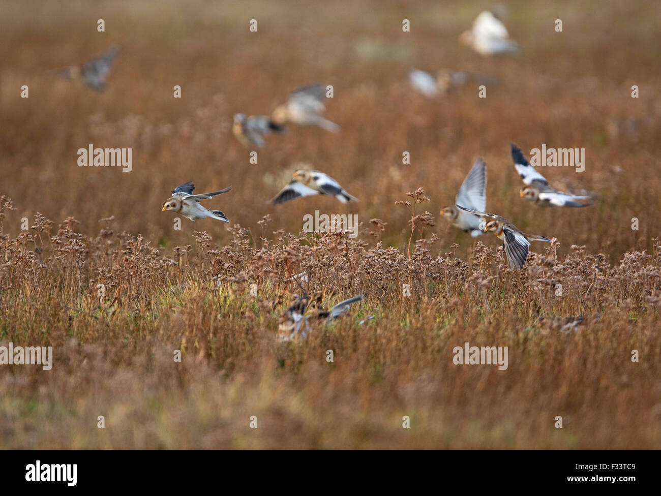 Snow Buntings Plectrophenax nivalis gregge Salthouse Norfolk inverno Foto Stock