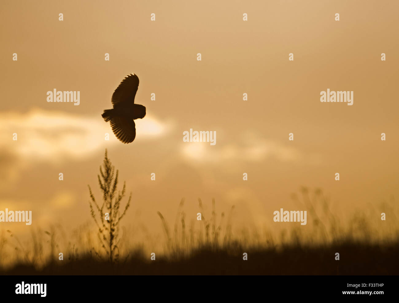 Barbagianni Tyto alba caccia North Norfolk Foto Stock