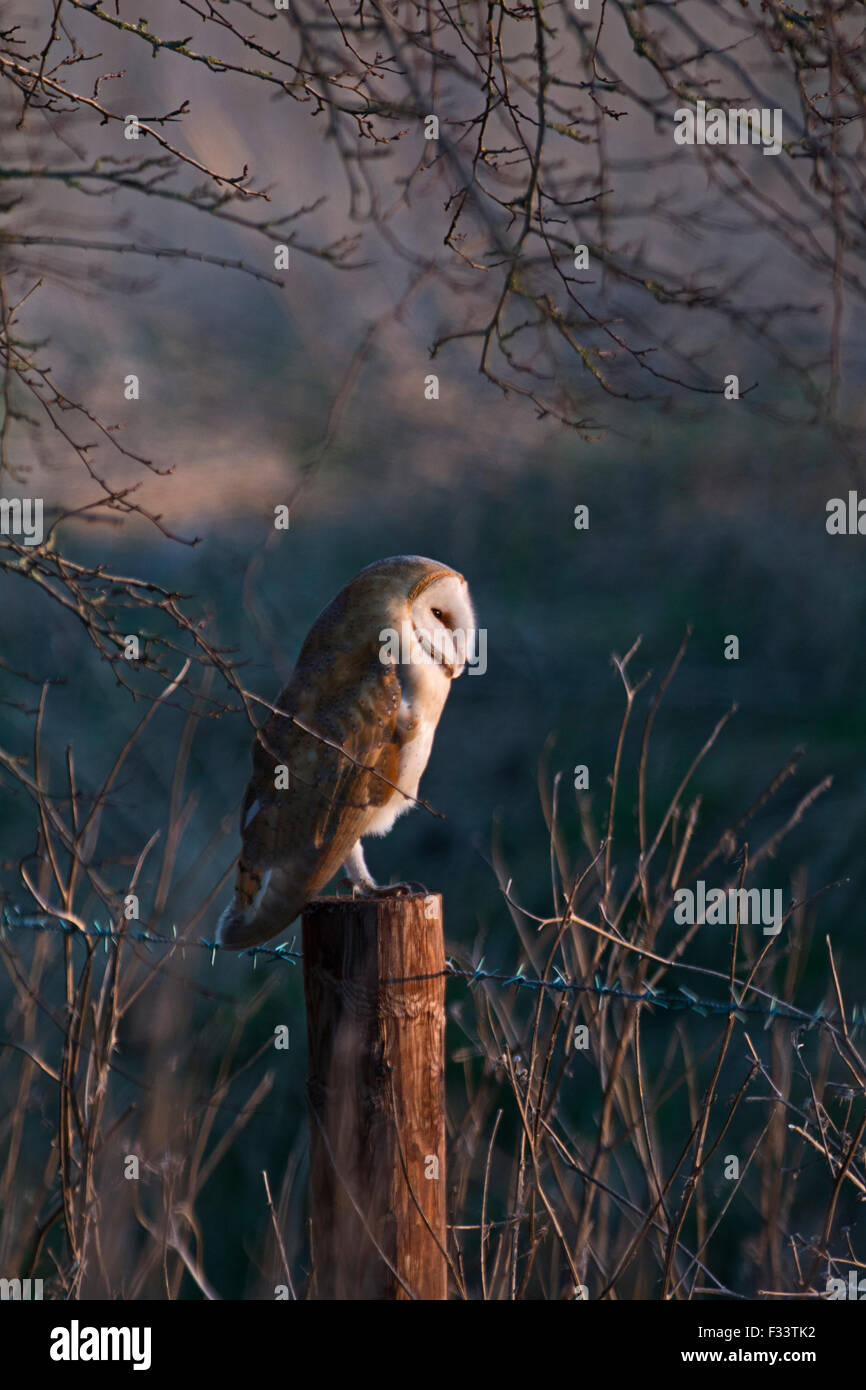 Barbagianni Tyto alba caccia North Norfolk Foto Stock