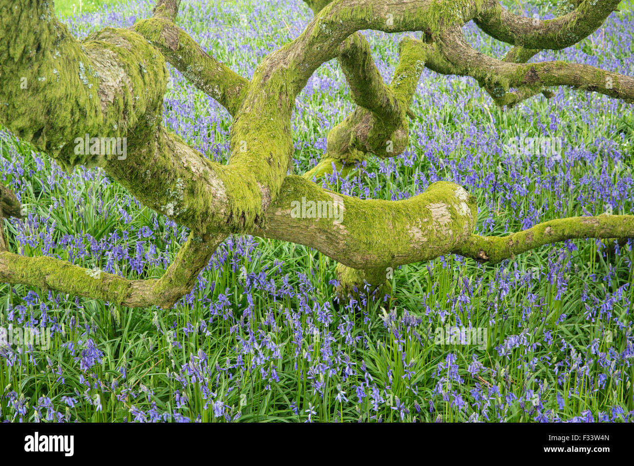 Bluebells nei boschi vicino a Minterne Magna, Dorset, England, Regno Unito Foto Stock