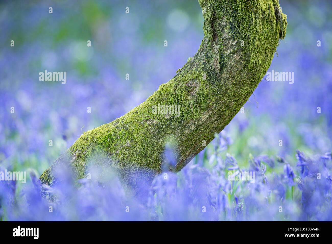 Bluebells nei boschi vicino a Minterne Magna, Dorset, England, Regno Unito Foto Stock