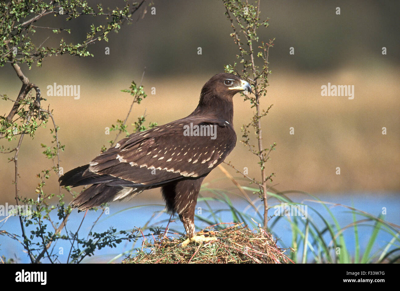 Maggiore Spotted Eagle Aquila clanga immaturo India Marzo Foto Stock