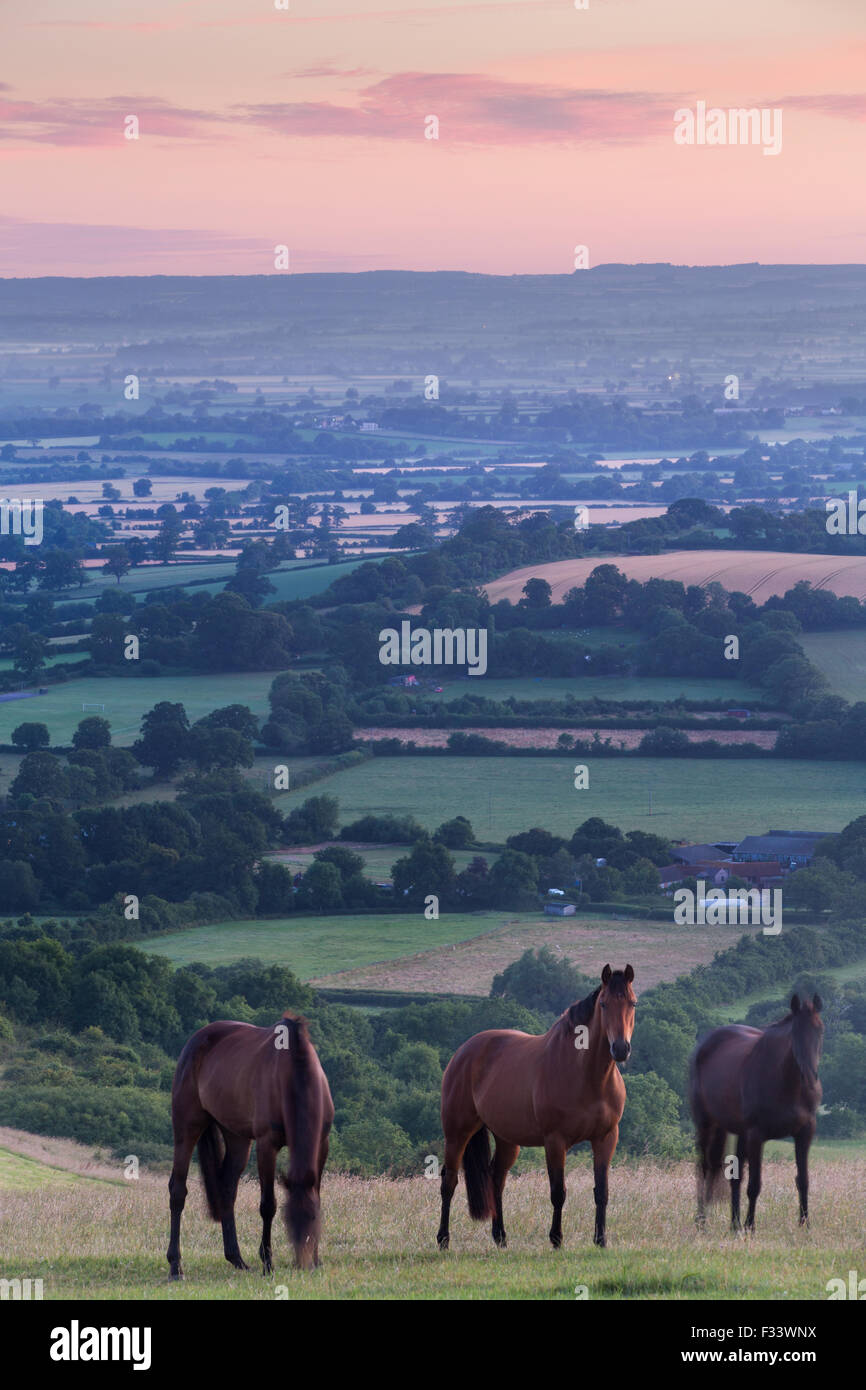 Cavalli sulla collina Bulbarrow all'alba, Dorset, Inghilterra Foto Stock