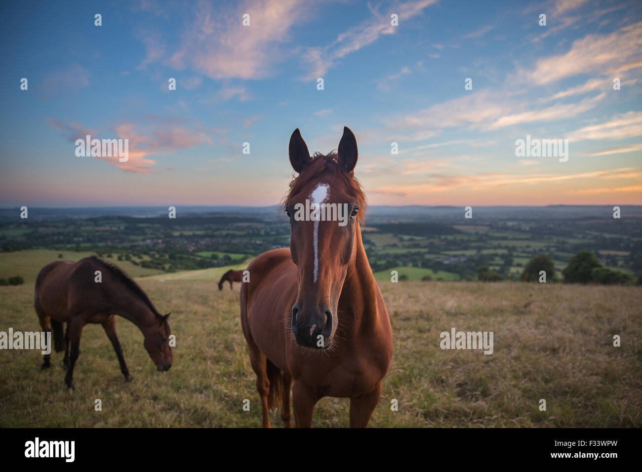 Cavalli sulla collina Bulbarrow all'alba, Dorset, England, Regno Unito Foto Stock