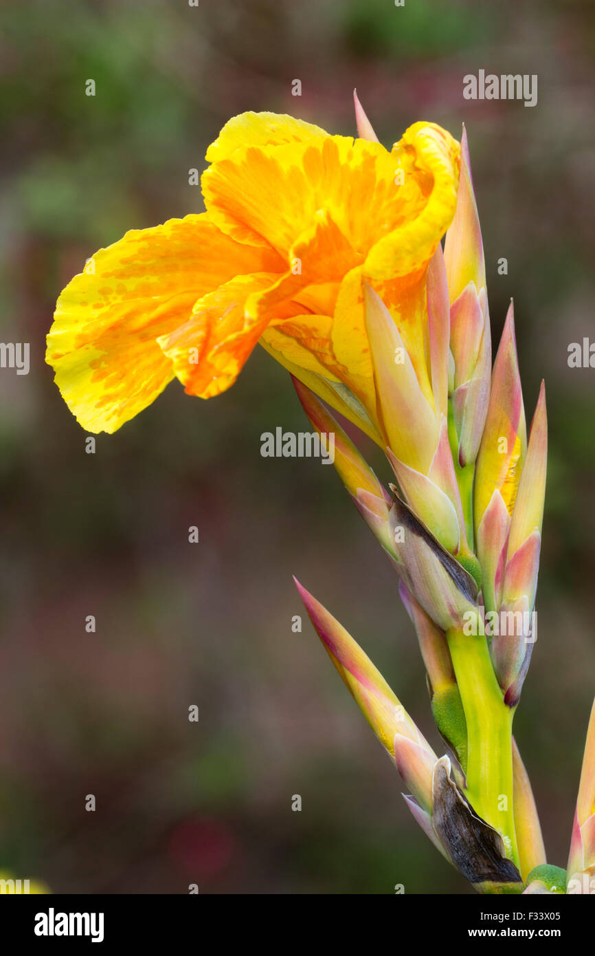 Chiazzato rosso arancione fiore di giallo listati Esotiche piante, Canna "Pretoria' Foto Stock