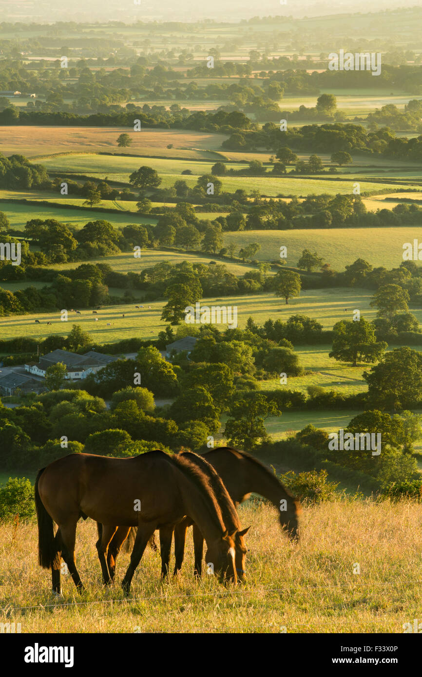 Cavalli sulla collina Bulbarrow all'alba, Dorset, England, Regno Unito Foto Stock